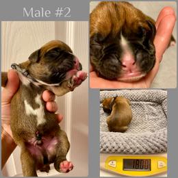 Gray - 2nd born - Fawn male Boxer puppy in Brownsville, Oregon from Vincent's Pride Boxers ~ Dudley's Dream Boxers