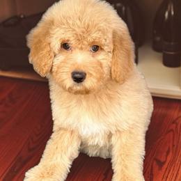 Princess Daisy - Apricot female Goldendoodle puppy in Tucson, Arizona from Adored Poodle & Doodles