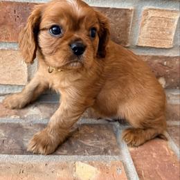 Collar green lime - Ruby male Cavalier King Charles Spaniel puppy in Texas from Meyer's Cavalier
