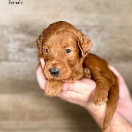 Irene - Red  female Goldendoodle puppy in Abilene, Texas from Mesquite Kennels