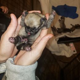 Boy 4 - Fawn male Pug puppy in Gadsden, Alabama from Carla's Pugs