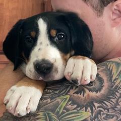 Greater Swiss Mountain Dogs from Trilogy