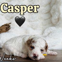 Casper - Parti male Goldendoodle puppy in Runaway Bay, Texas from Green Ranch Doodles