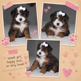 Daisy - Blue merle female Bernedoodle puppy in Apple Creek, Ohio from Kathryn Troyer