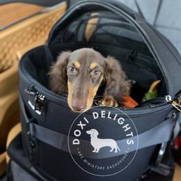 Dachshund Puppies from Doxi Delights AKC Miniature Dachshunds