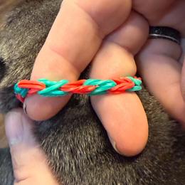 Red and green - Silver male Pug puppy in Salem, Oregon from Loda's Pugs