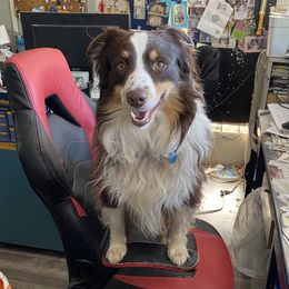 MrB  - Miniature Australian Shepherd