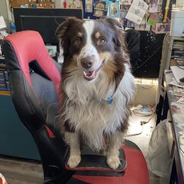 MrB  - Miniature Australian Shepherd