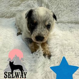 Blue Collar - Blue male Australian Cattle Dog puppy in Kamiah, Idaho from Selway Australian Cattle Dogs