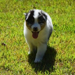 Skittles - Blue merle Australian Shepherd puppy in Chester, South Carolina from Faith Built Ranch
