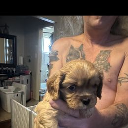 Cavalier King Charles Spaniel Puppies from AKC Cavalier King Charles spaniel Brenda’s puppies