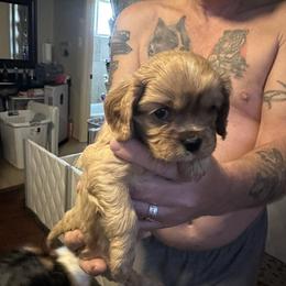 Cavalier King Charles Spaniel Puppies from AKC Cavalier King Charles spaniel Brenda’s puppies