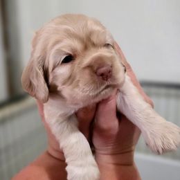 Cassie - Buff female Cocker Spaniel puppy in Winston Salem, North Carolina from Cocker Cottage