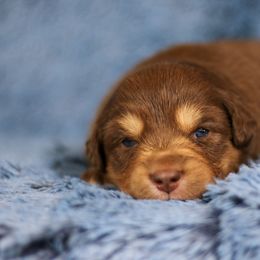 Australian Shepherd, Miniature American Shepherd, and Miniature Australian Shepherd Puppies from Painted Blue Aussies