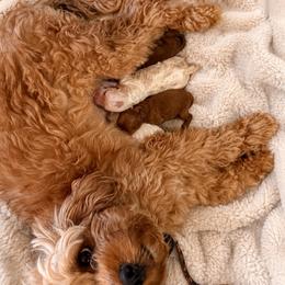 Chucky Finster - Red male Cavapoo puppy in Salem, Oregon from Oregon Poodle Oodle Doodles