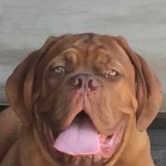 Dogue de Bordeaux All Grown Up from Bigdawgzmastiff