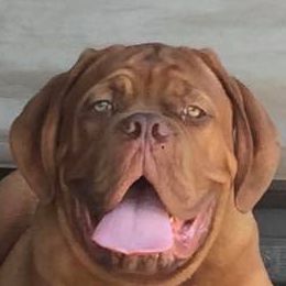 Dogue de Bordeaux All Grown Up from Bigdawgzmastiff