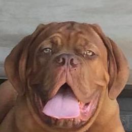 Dogue de Bordeaux All Grown Up from Bigdawgzmastiff
