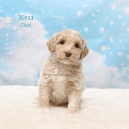 Mesa - Caramel ice male Australian Labradoodle puppy in Hurricane, Utah from Red Desert Doodles