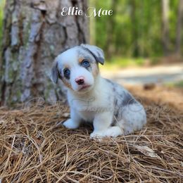 Girl 2 - American Corgi puppy in Cameron, North Carolina from Butts Family Corgis