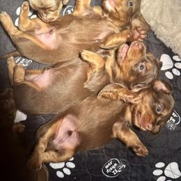 Dachshund Puppies from Crosbys Doxies