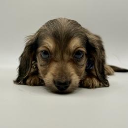 AKC Orange boy - Cream male Dachshund puppy in Bartlesville, Oklahoma from OkieDokieDox