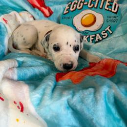 Ham- Pink - White and black female Dalmatian puppy in Claremore, Oklahoma from Lotsofdots Dalmatians