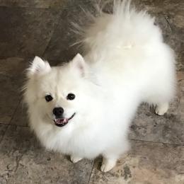 American Eskimo Dog All Grown Up from Graces'