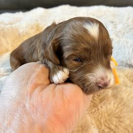 Starlight - Red and white female Cockapoo puppy in Adrian, Oregon from ApplebyFarm