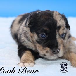 Pooh Bear - Blue merle male Miniature Australian Shepherd puppy in Weeki Wachee, Florida from Arlington's Mini Aussies