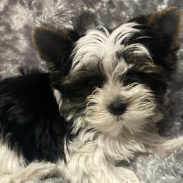 Yorkshire Terriers from Callahan Yorkies