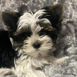 Yorkshire Terriers from Callahan Yorkies