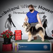 Finnish Lapphund All Grown Up from Forest Trail Finnish Lapphunds