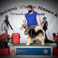Finnish Lapphund All Grown Up from Forest Trail Finnish Lapphunds