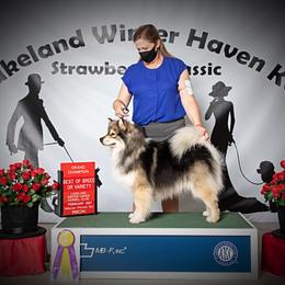 Finnish Lapphund All Grown Up from Forest Trail Finnish Lapphunds
