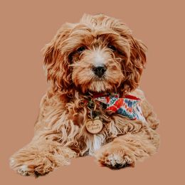 Zoii - Cavapoo