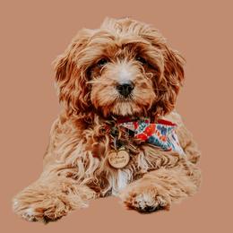 Zoii - Cavapoo