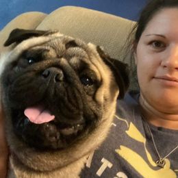 Deuce - Pug
