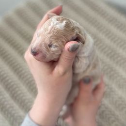 Bernedoodle Puppies from Boutique Bernedoodles & Co.