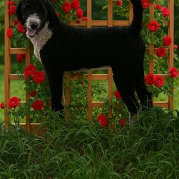 Lola - Bernedoodle