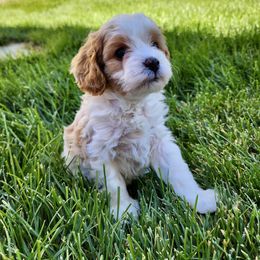 Cavapoo Puppies from Ellas.Pups