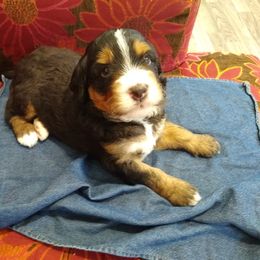 Bernedoodle, Goldendoodle, and Sheepadoodle Puppies from Country Meadow Doodles
