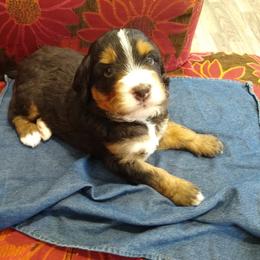 Bernedoodle, Goldendoodle, and Sheepadoodle Puppies from Country Meadow Doodles