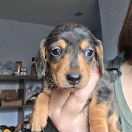 ExB blk and tan smooth Dapple girl - Dapple female Dachshund puppy in Declo, Idaho from Dozendachs