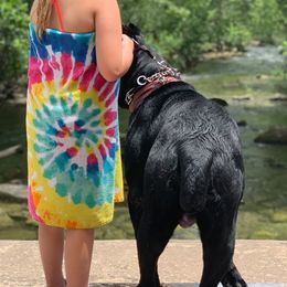 Cane Corso from Waterloo Cane Corso