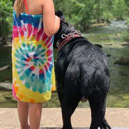 Cane Corso from Waterloo Cane Corso
