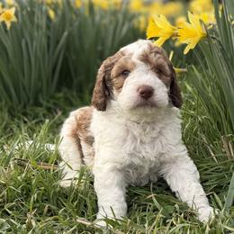 Tundra - Tri-color male Bernedoodle puppy in Russellville, Arkansas from Crossgate Doodles