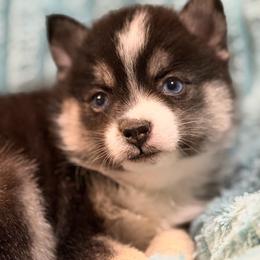 Juneau - Tri-color female Pomsky puppy in Aberdeen, Idaho from Willow Creek Cresteds