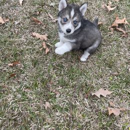 Pomsky Puppies from JsPomskies