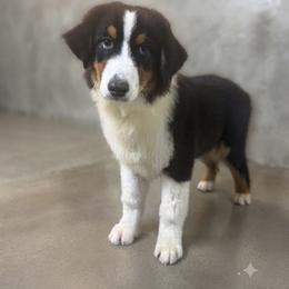 Crash - Black tri-color male Australian Shepherd puppy in De Leon, Texas from Oceanwood